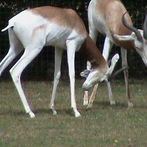 dama gazelle 1 08/10