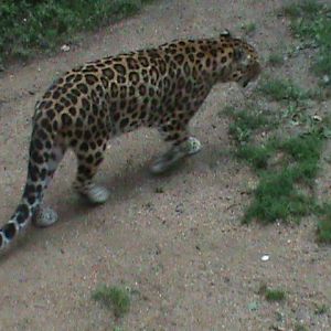 amur leopard 08/10