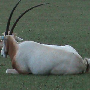 scimitar-horned oryx 08/10