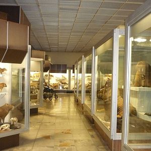 Kaunas Zoological Museum
