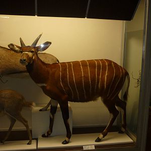 Kaunas Zoological Museum