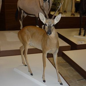 Kaunas Zoological Museum