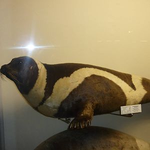Kaunas Zoological Museum