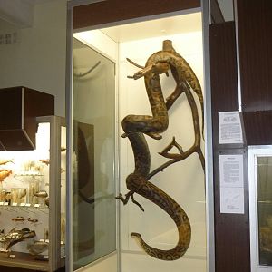 Kaunas Zoological Museum