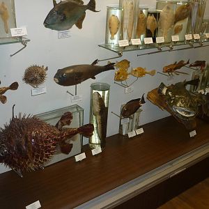 Kaunas Zoological Museum