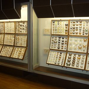 Kaunas Zoological Museum