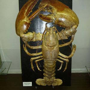 Kaunas Zoological Museum