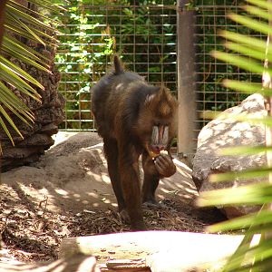 Mandrill at Adelaide