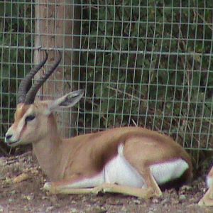 dorcas gazelle 08/10