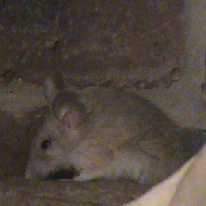 arabian spiny mouse 08/10