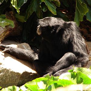 Siamang
