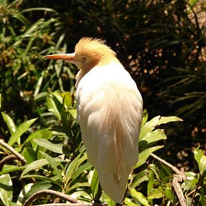 Cattle Egret