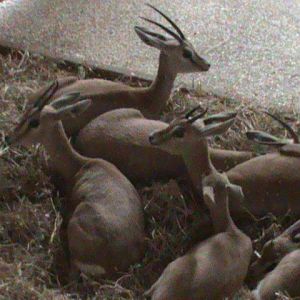 dorcas gazelle 2 08/10