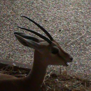 dorcas gazelle 5 08/10