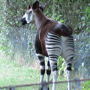 okapi 08/10
