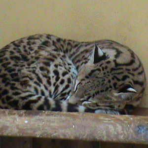 ocelot 08/10