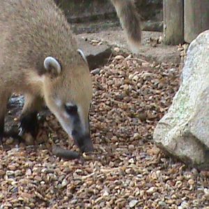 ring-tailed coati 1 08/10