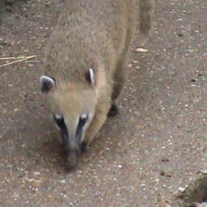 ring-tailed coati 2 08/10