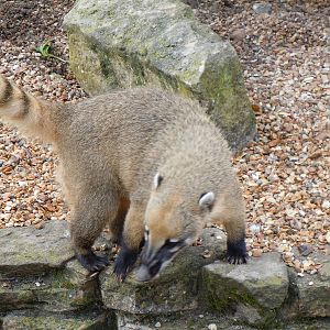 ring-tailed coati 4 08/10