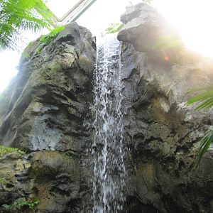 Rainforest Falls