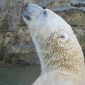 Looking Up at his Keeper