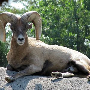 Rocky Mountain Big Horned Sheep