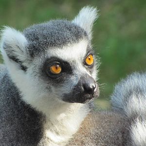 Ring Tailed Lemur