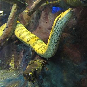 Active Anaconda