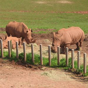 white rhinoceros crash of  2:3