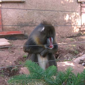 male mandrill