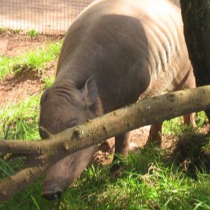 babirusa