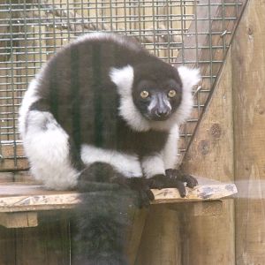 Black and White ruffed lemur