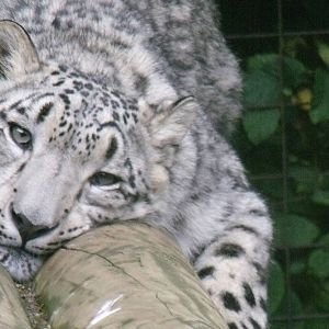 Snow Leopard