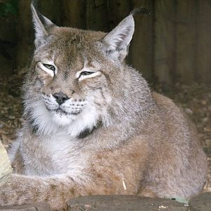 Eurasian Lynx