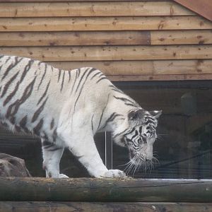 Narnia the White Tiger