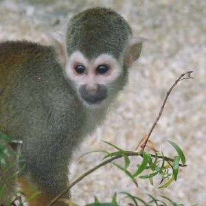 Squirrel Monkey