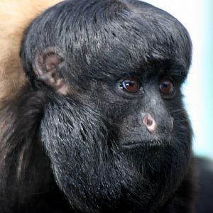 Red-backed bearded saki; Colchester; 15th August 2010