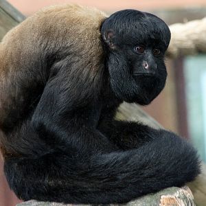 Red-backed bearded saki; Colchester; 15th August 2010