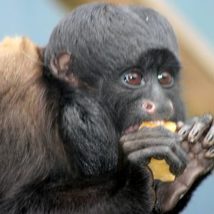 Red-backed bearded saki; Colchester; 15th August 2010