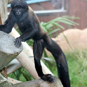 Red-backed bearded saki; Colchester; 15th August 2010