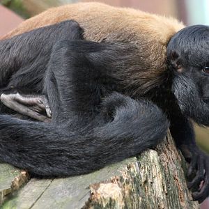 Red-backed bearded saki; Colchester; 15th August 2010