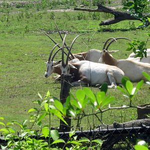 Africa-Scimitar Horned Oryxes
