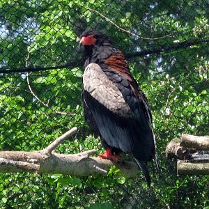 Africa-Bateluer Eagle