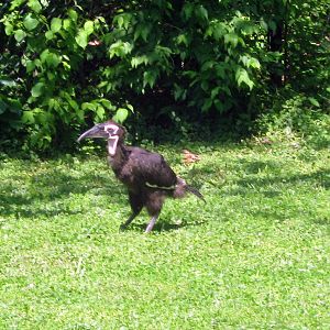 Africa-Gorund Hornbill