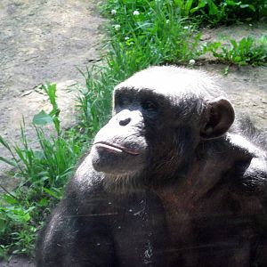 Africa-Chimpanzee