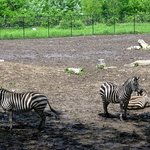 Africa-Zebras