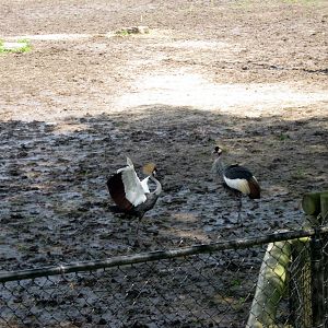 Africa-Crowned Cranes