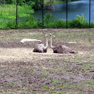 Africa-Ostriches