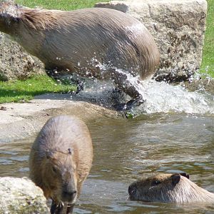 Capybaras