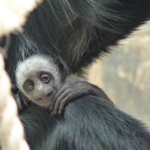 Baby Colobus